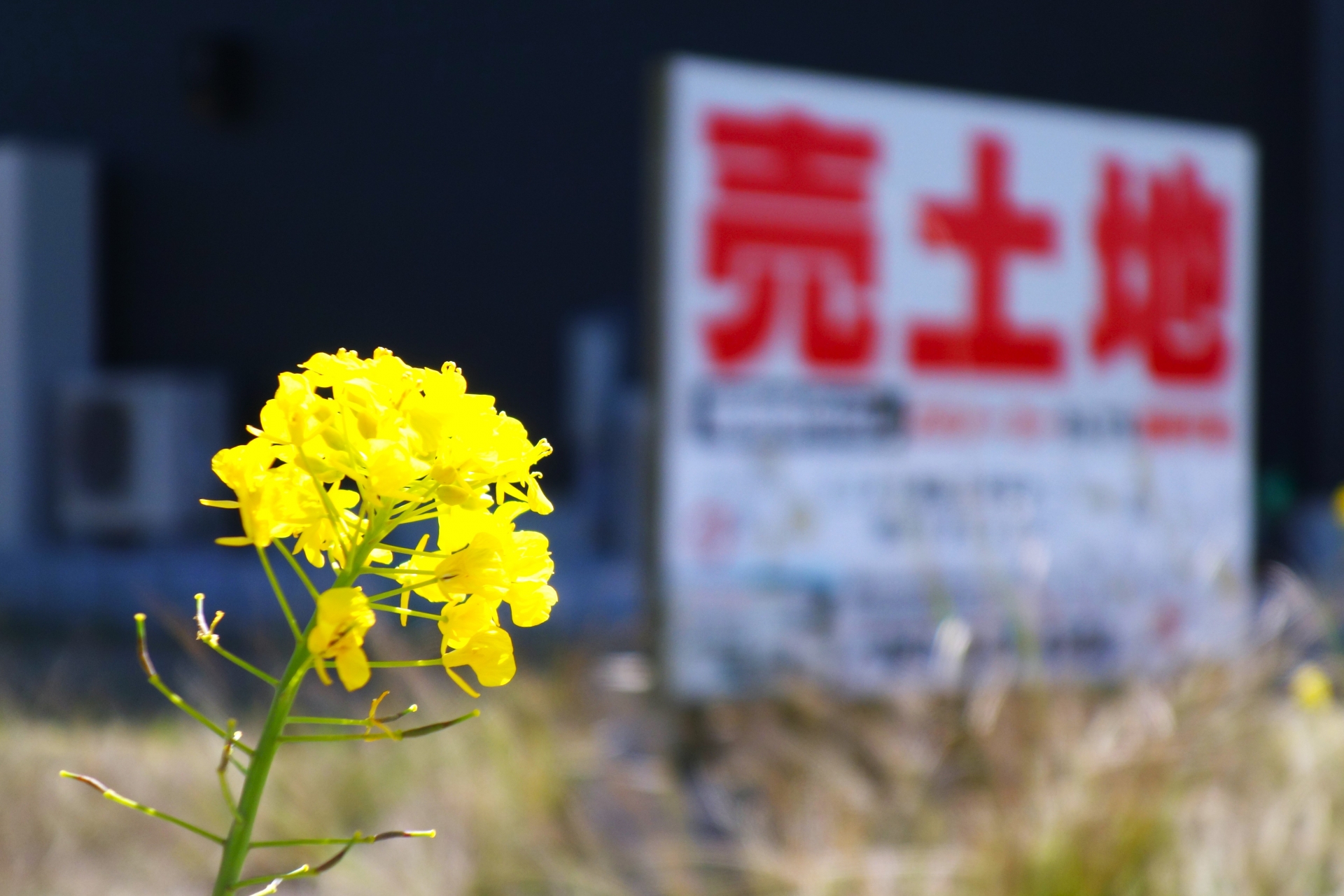 土地画像